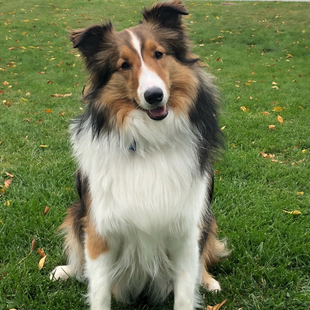 Max Hawkeye